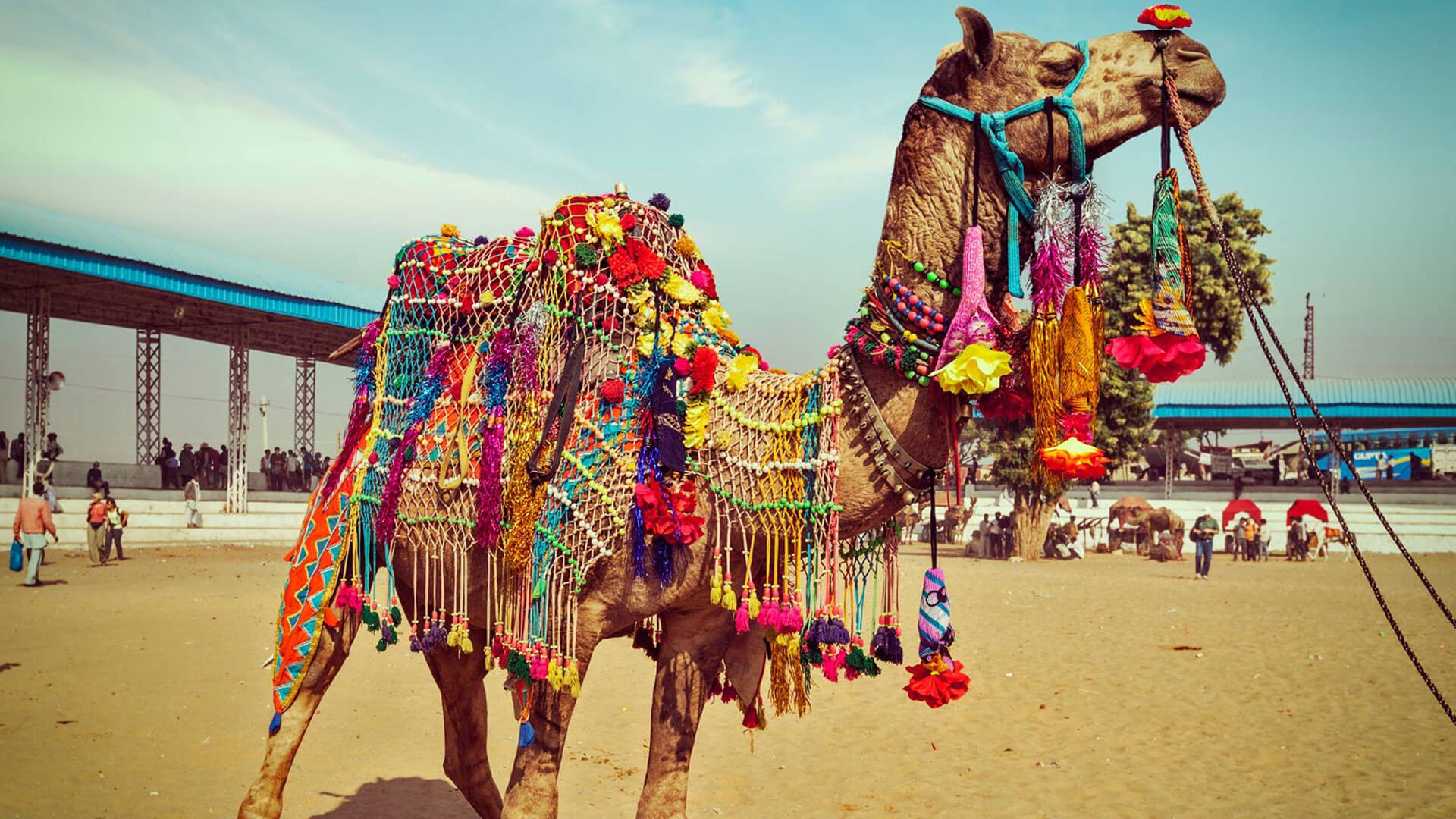 Mewar Festival Tours in India with Camel Safari Tours in India